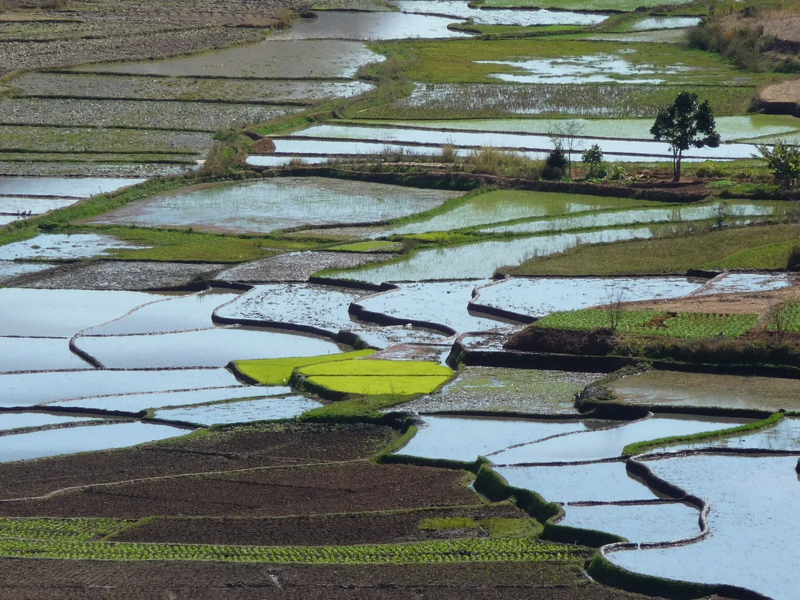 Flooded terraced rice paddies in the highlands of Madagascar.